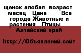 щенок алобая .возраст 1 месяц › Цена ­ 7 - Все города Животные и растения » Птицы   . Алтайский край